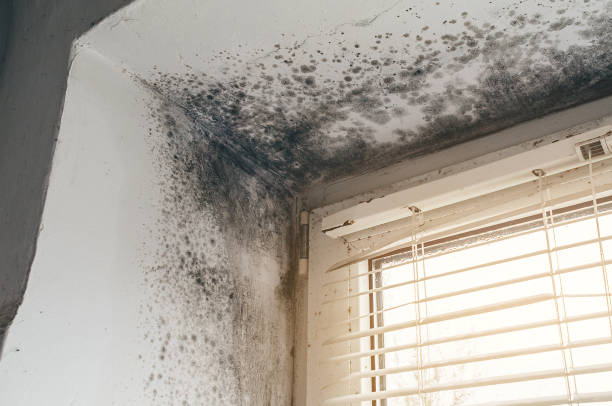 Trusted Commercial Mold Remediation service in Wakefield, MA - Cheap Mold Removal
