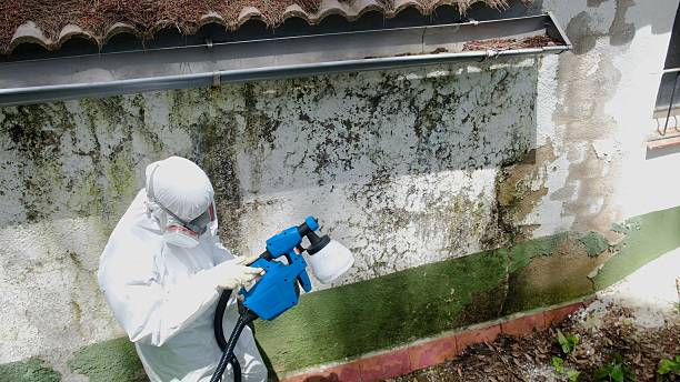Trusted Attic Mold Removal service in Wakefield, MA - Cheap Mold Removal